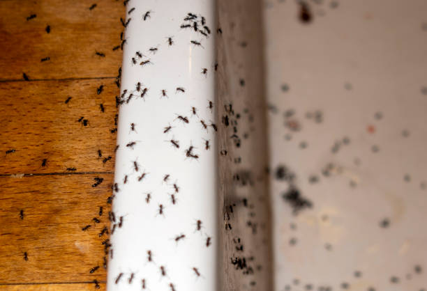Best Bed Bug Extermination  in Perry, LA